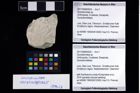 Foto (Objekt + Etikett) von Goniodromites sp.  (NHMW-GEO-2017-0089-0025)